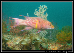 Hogfish in front of millions of very small fish in the Co... by Raoul Caprez 